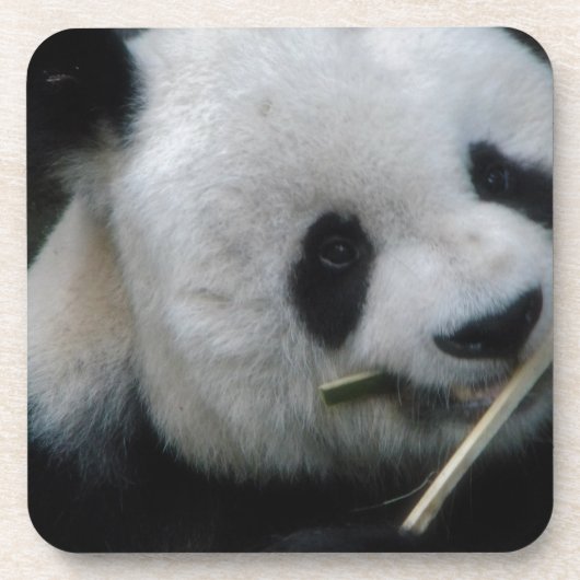 パンダ コースター (正面)