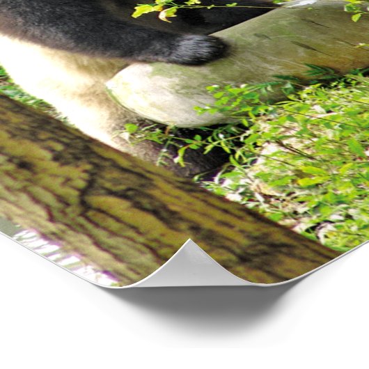 パンダ ポスター (角)