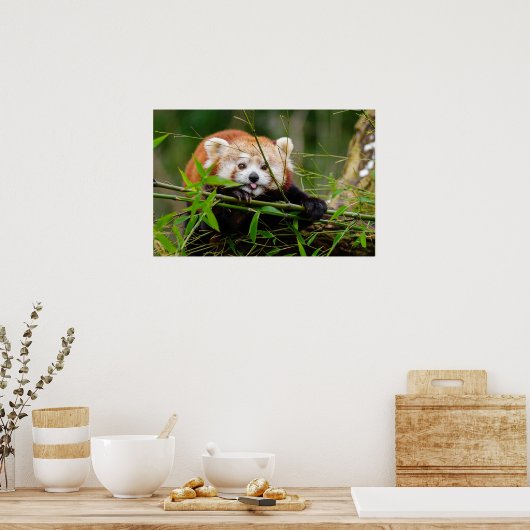 パンダ ポスター (キッチン)