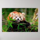 パンダ ポスター (正面)