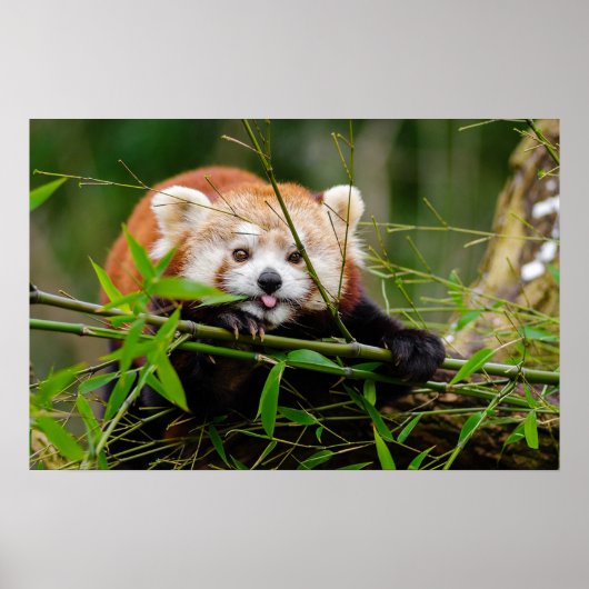 パンダ ポスター (正面)