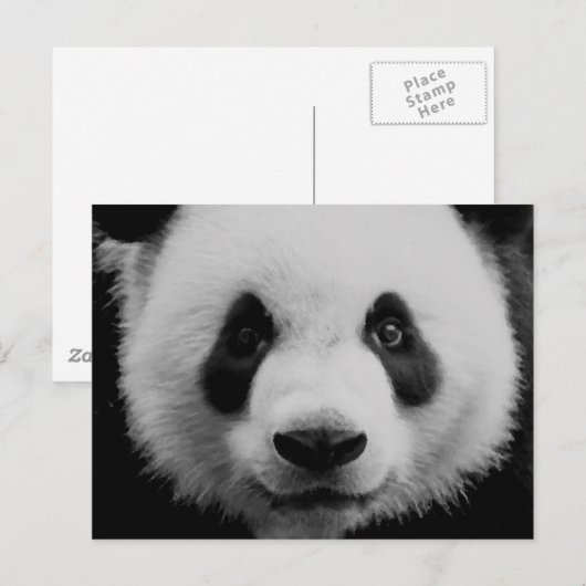 パンダ ポストカード (正面/裏面)