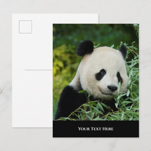 パンダ ポストカード (正面/裏面)