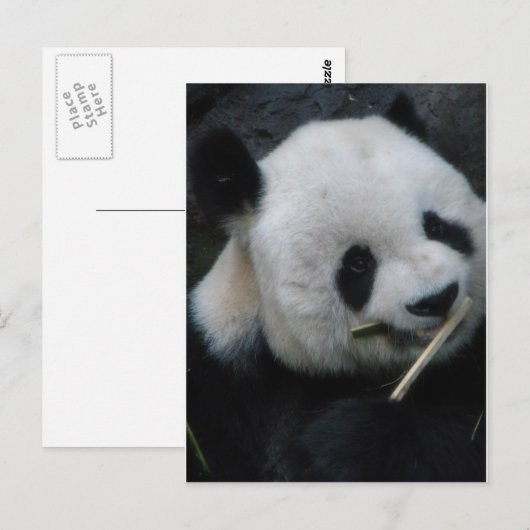 パンダ ポストカード (正面/裏面)