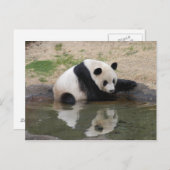 パンダM008 ポストカード (正面/裏面)