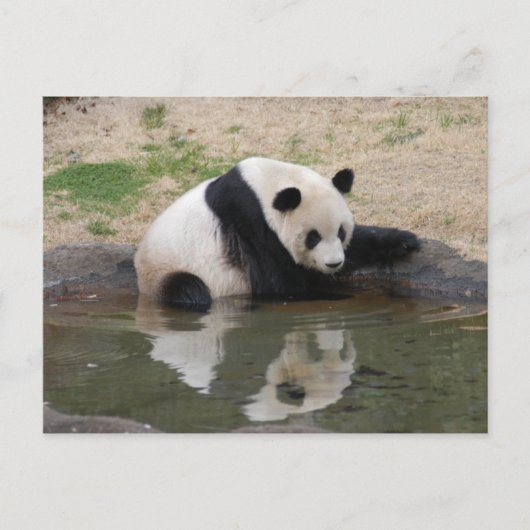 パンダM008 ポストカード (正面)