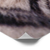 パンテラ・ティグリス・スマトラーン・タイガー ポスター (角)