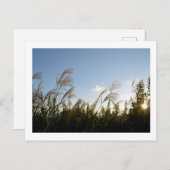 パンパ日本のスグラス(ススキ) ポストカード (正面/裏面)