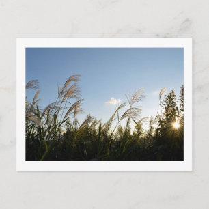 パンパ日本のスグラス（ススキ） ポストカード