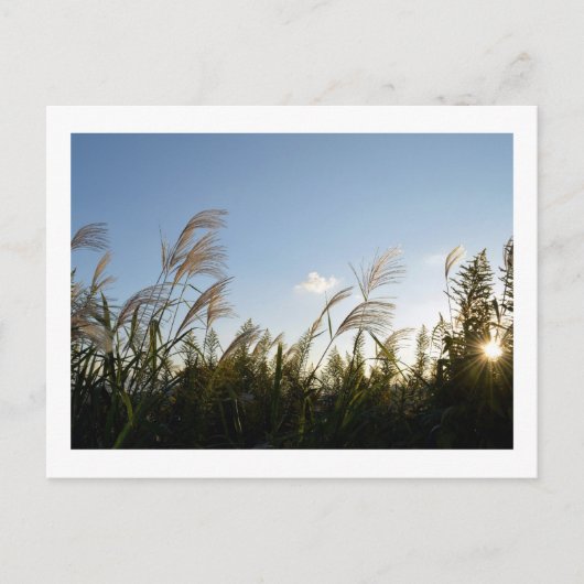 パンパ日本のスグラス(ススキ) ポストカード (正面)