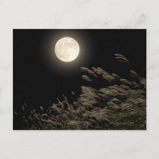 パンパ日本のスグラス ポストカード (正面)