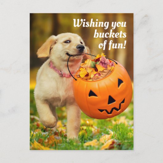 パンプキンのバケツを持つ子犬 インビテーションポストカード (正面)