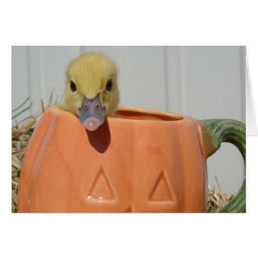 パンプキンスパイス (正面横)