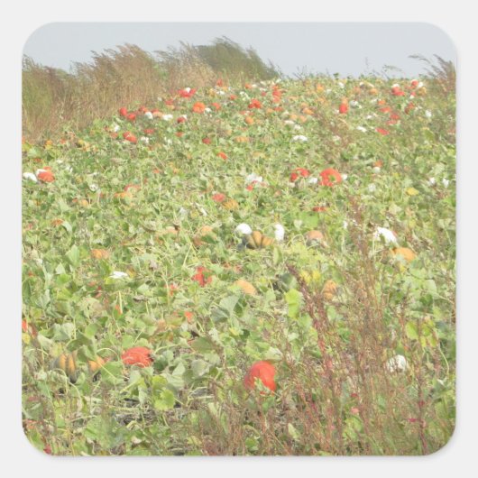 パンプキンパッチハロウィーンステッカー スクエアシール (正面)