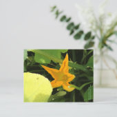 パンプキンフラワーイン開花 ポストカード (スタンド正面)