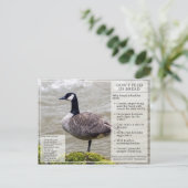 パン食べ物を与えを鳥にはがきカナダガチョウ ポストカード (スタンド正面)