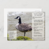 パン食べ物を与えを鳥にはがきカナダガチョウ ポストカード (正面/裏面)