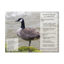 パン食べ物を与えを鳥にはがきカナダガチョウ