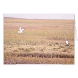 パーカー川野生生物保護区:プラム島