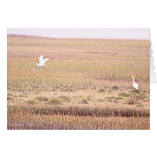 パーカー川野生生物保護区：プラム島 (正面横)
