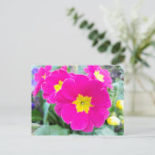 パークハガキのピンクパンジー ポストカード (スタンド正面)