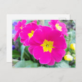 パークハガキのピンクパンジー ポストカード (正面/裏面)
