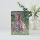 パークラビットクローズアップ ポストカード (スタンド正面)