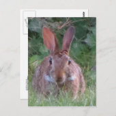 パークラビットクローズアップ ポストカード (正面/裏面)