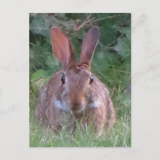 パークラビットクローズアップ ポストカード (正面)