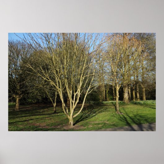 パークランドスケープインアーリー春 ポスター (正面)