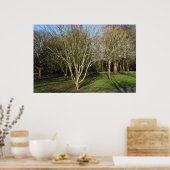 パークランドスケープインアーリー春 ポスター (キッチン)