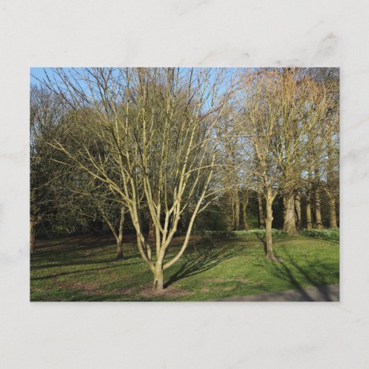 パークランドスケープインアーリー春 ポストカード (正面)