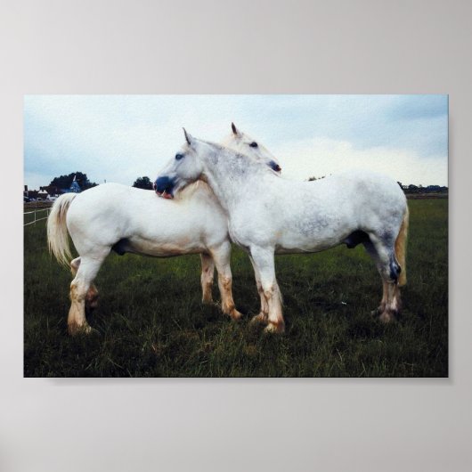 パーシェロングルーミングお互い ポスター (正面)