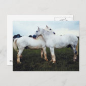 パーシェロングルーミングお互い ポストカード (正面/裏面)