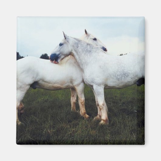 パーシェロングルーミングお互い マグネット (正面)