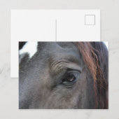 パーシェロン馬はがき ポストカード (正面/裏面)