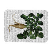 パースニップ1 マグネット (横)