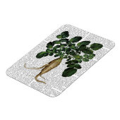 パースニップ1 マグネット (左側)