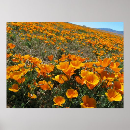 パース内のポピー ポスター (正面)