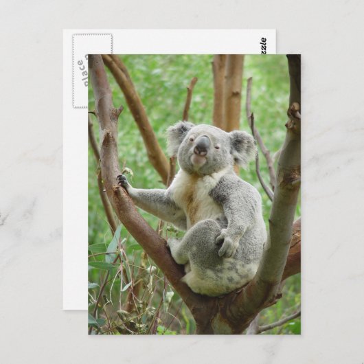パース動物園の木に座るコアラ ポストカード (正面/裏面)