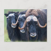 パーソナライズされたカスタム文字 ポストカード (正面)