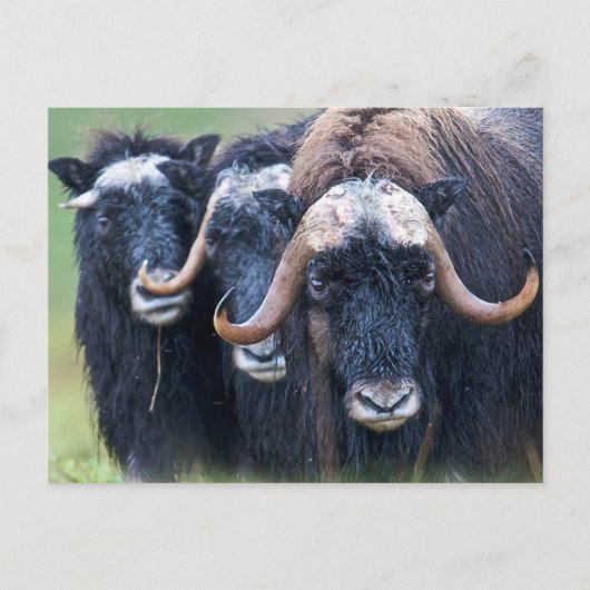 パーソナライズされたカスタム文字 ポストカード (正面)