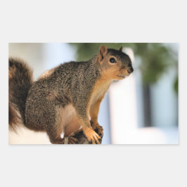 パーチ 長方形シール