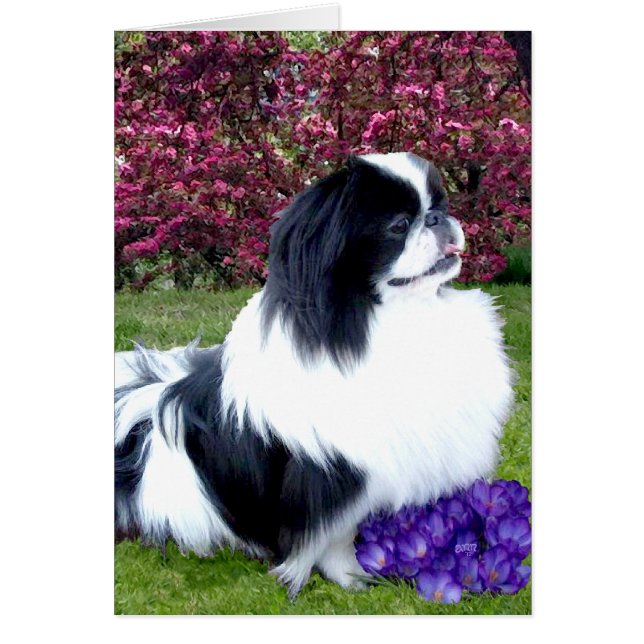 パーティカラー ペキニーズの犬 (正面)