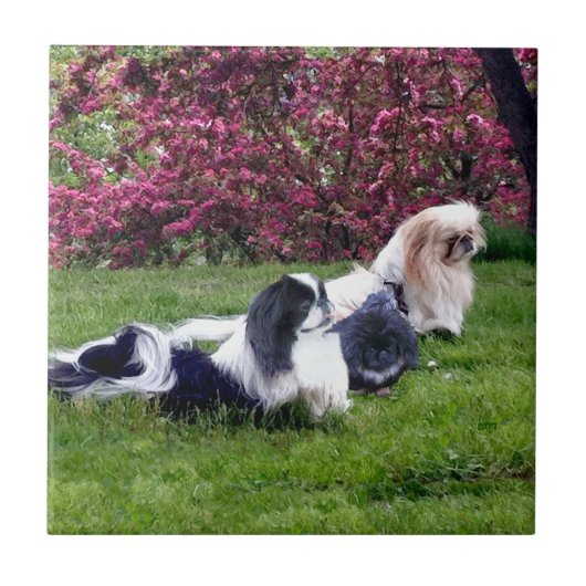 パーティカラー ペキニーズの犬 タイル (正面)