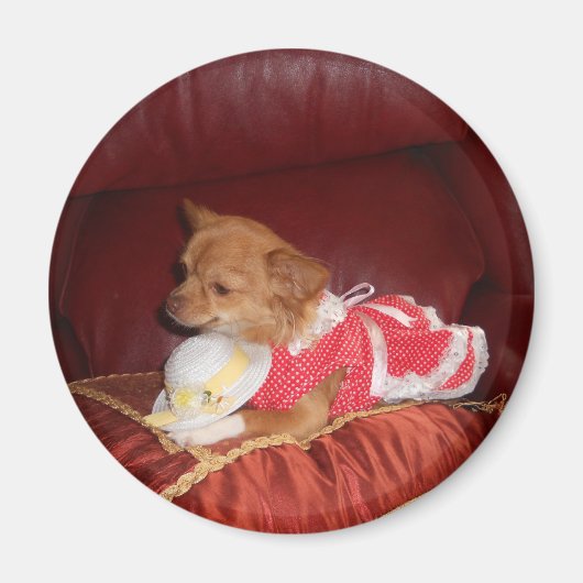 パーティーカイ磁石 マグネット (正面)