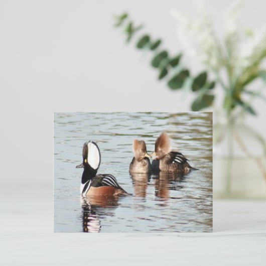 パードメルガンザーダックス写真はがき ポストカード (スタンド正面)