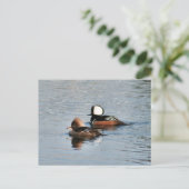 パードメルガンザーダックス写真はがき ポストカード (スタンド正面)