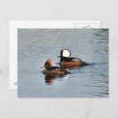 パードメルガンザーダックス写真はがき ポストカード (正面/裏面)