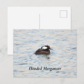 パードメルガンザー葉書 ポストカード (正面/裏面)